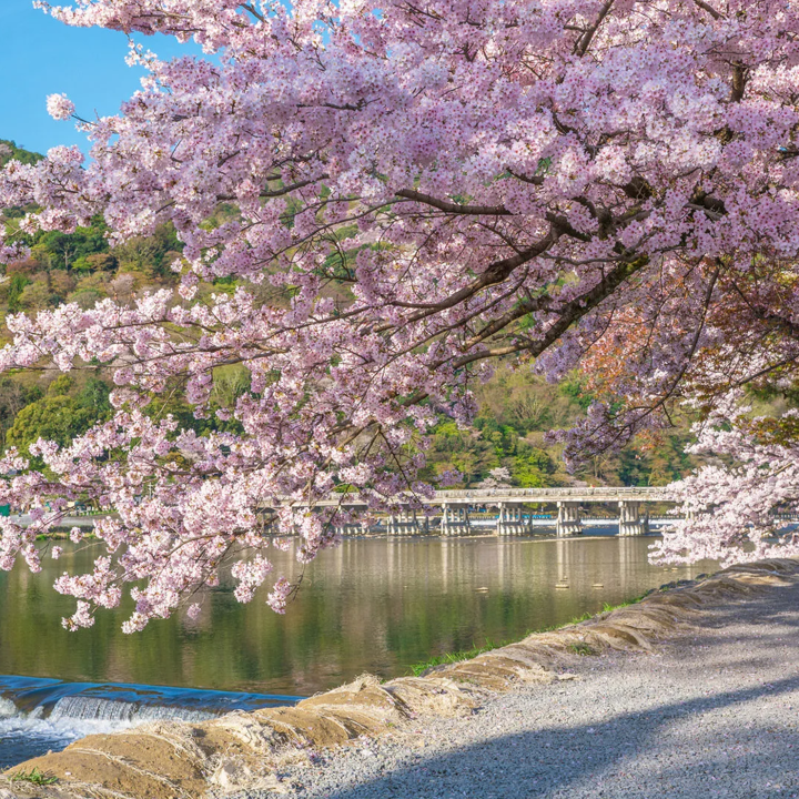 Kyoto: UNESCO World Heritage Arashiyama Walking Tour
