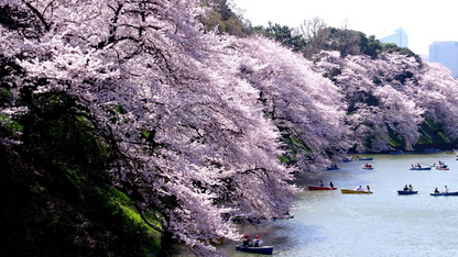 Tokyo Castle & Imperial Palace , Historical Walking Tour