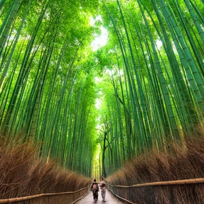 Kyoto: UNESCO World Heritage Arashiyama Walking Tour